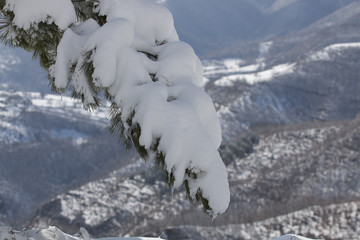 Obraz na płótnie Canvas Tree in winter