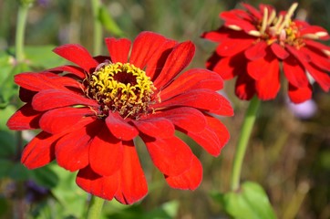 Zinnien blühen leuchtend rot im Herbstgarten