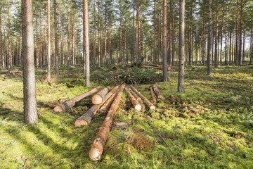 Forestry in pine forest in Finland