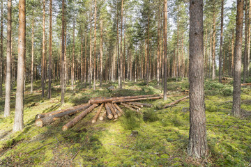 Forestry in pine forest in Finland