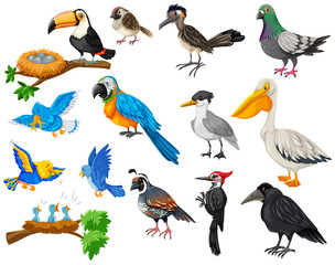 Different kinds of birds set