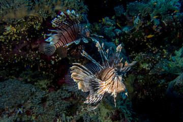 Pair of lionfish