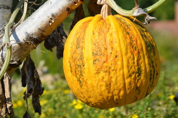 Gelber Gartenkürbis (Cucurbita spec.) im Herbst