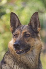 Deutscher Schäferhund