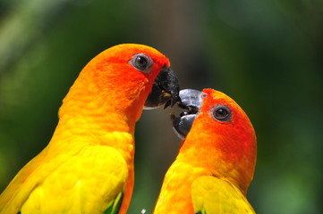 Perroquet tropical