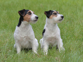 Typical two Jack Russell Terriers in the  garden