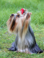 Typical Yorkshire Terrier in the garden