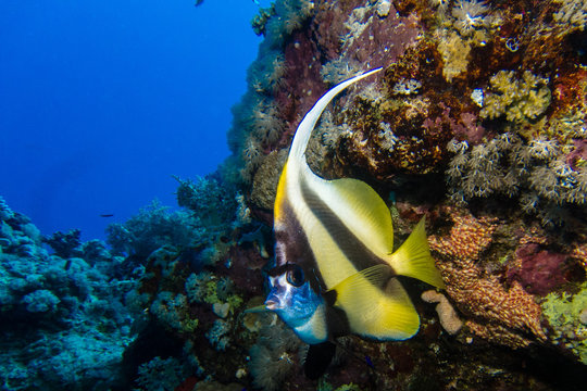 Longfin bannerfish in egypt