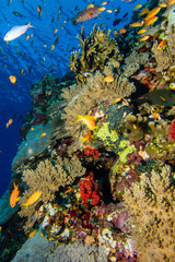 Coral panorama in the red sea