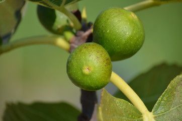 Früchte der Echten Feige (Ficus carica)