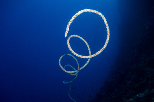 Delicate sea whip