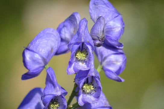 Blüte der tödlich giftigen Zierpflanze Blauer Eisenhut (Aconitum napellus)