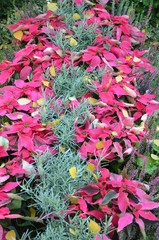 Weihnachtssterne und Heide blühen auf Grabstätte - von Herbstlaub bedeckt