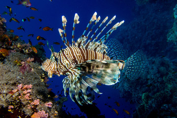 portrait of lionfish