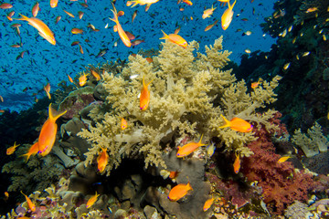 Fototapeta na wymiar Coral garden in the red sea
