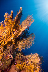 Fototapeta na wymiar Sunrays in the coral garden