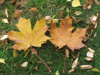 Осенние листья / Два желтых листа канадского клена