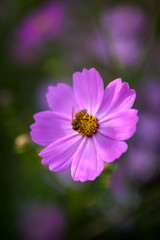 Obraz premium 가을의 아름다운 코스모스 꽃