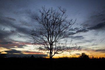 Fototapeta premium Dead tree in backlit sunrise view