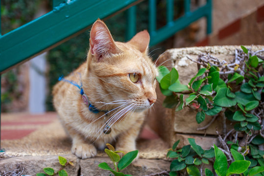 Cat Looking Into Left.