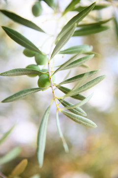 Olive branch close-up