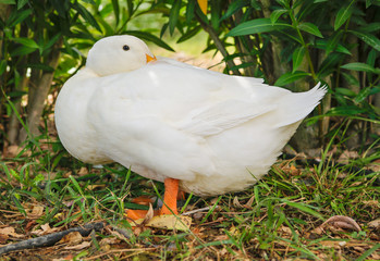 Anas platyrhynchos domestica