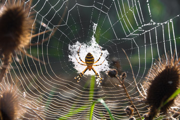 Big spider on its web