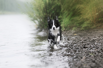 Border collie in water