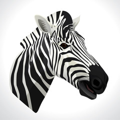 Vector illustration of a zebra head portrait isolated on white background.