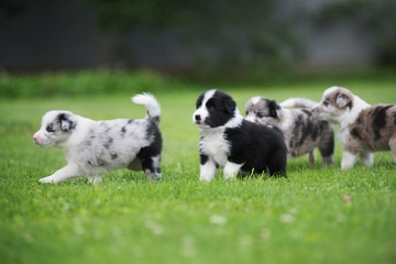 Naklejka na ściany i meble Border collie puppy