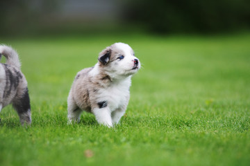 Fototapeta premium Border collie puppy