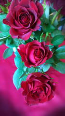 three red roses with bright green foliage