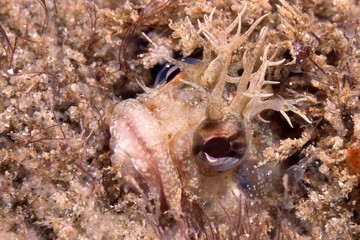 Blenny fish