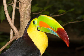 Colorful Toucan