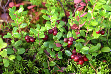 Leaves and bunches of ripe cranberries