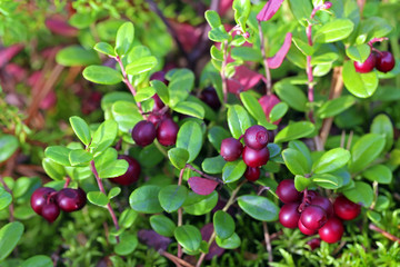 Ripe cranberries closeup