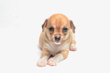 Obraz premium cute chihuahua puppies lying on white background
