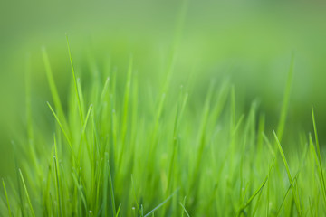 Fototapeta na wymiar Grass field textured background, macro view. Green color energy concept soft focus.