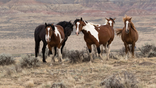 Wild Mustangs