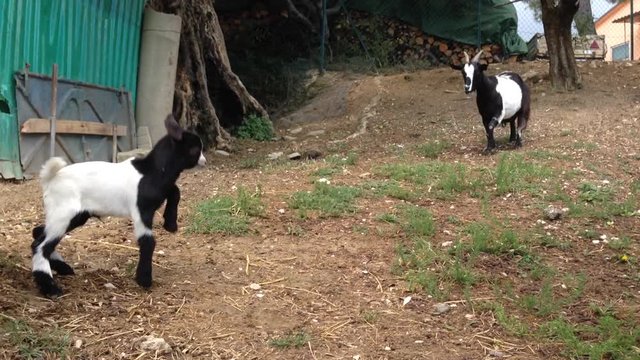 Animali pazzi: capretta nana tibetana saltella nella fattoria