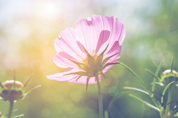 cosmos flower in garden on day noon light with filter vintage color.
