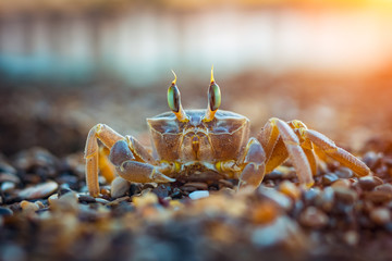 sand crab at the seashore