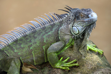 Iguane sur un rocher