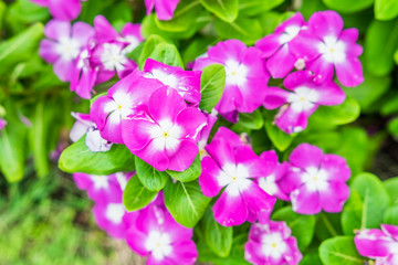 Watercress,vinca flower bush pink white bloom green leaf bright vibrant