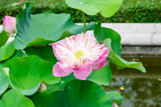 Pink lotus, water lilly, open bloom beautiful in pool