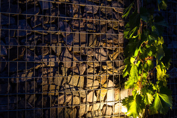 Fototapeta premium Weinstock am Mauer
