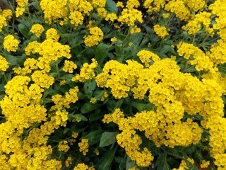 Spring bush studded with small yellow flowers
