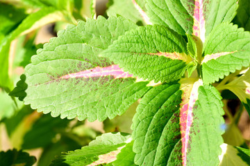 Coleus