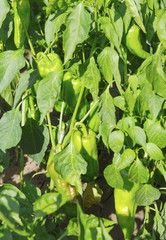 Fresh pepper plant closeup