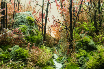Close up beautiful aquarium tank with many aquatic plants
